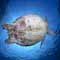 Hawksbill Turtle
